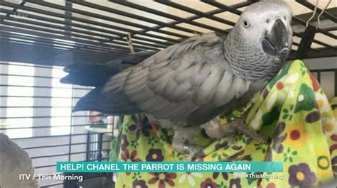 Chanel the parrot lawsuit